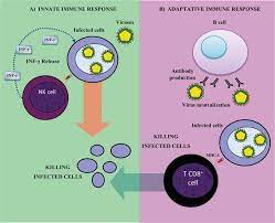 Cells of the Innate Immune   Response