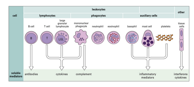 Soluble Mediators of Innate Immune