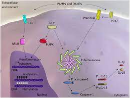 Recognize Conserved Features of Pathogens