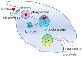 Targets Pathogens for Phagocytosis or Lysis