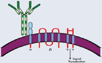 Estimation of IgE levels and basophile count in type I hypersensitivity