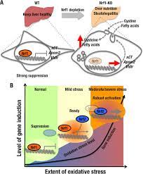 Molecular Targets of the Nrf1- MafG Transcription Factor Revealed by Tethered Heterodimers