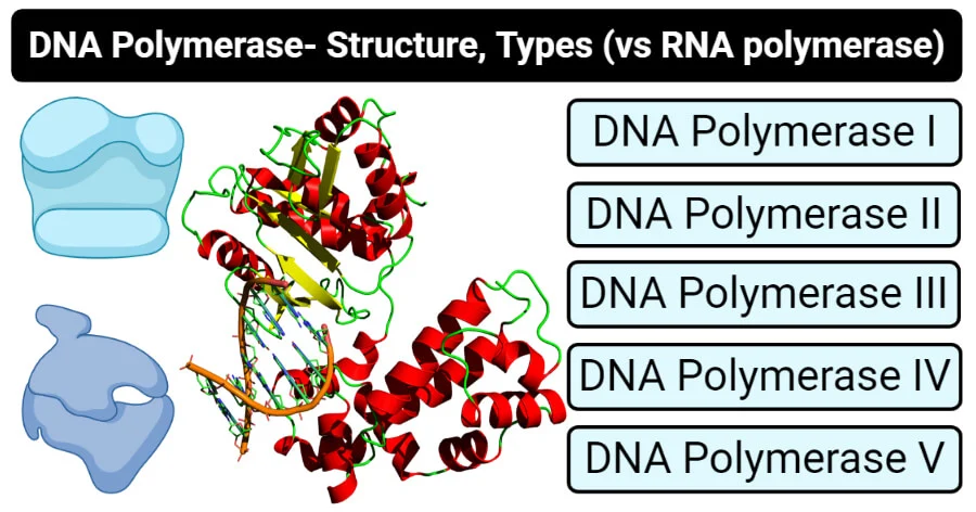 DNA Polymerases in Prokaryotes and Eukaryotes