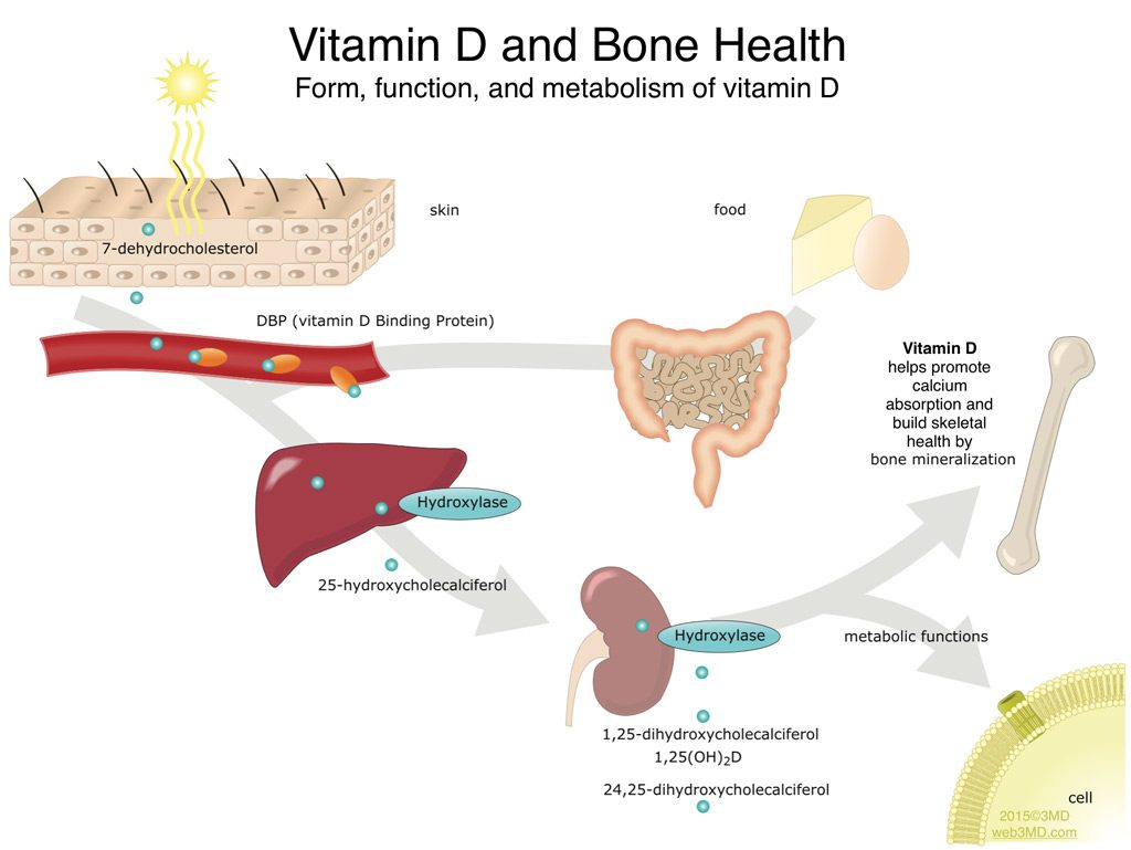 Vitamin D and Bone Health in Very Low and Extremely Low Birth Weight Infants