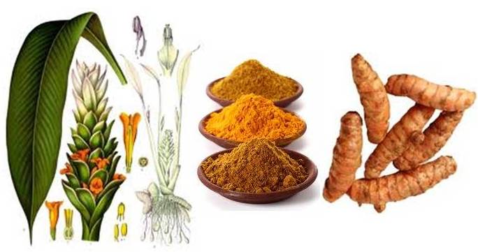 Important of Health Benefits of Curcumin Consumption in Regular Diet