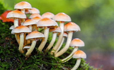 Edible and Non-Edible Wild Mushrooms: Nutrition, Toxicity and Strategies for Recognition