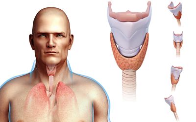 The Impact of Nutrition on Hashimoto  Thyroiditis Patients: An Overview