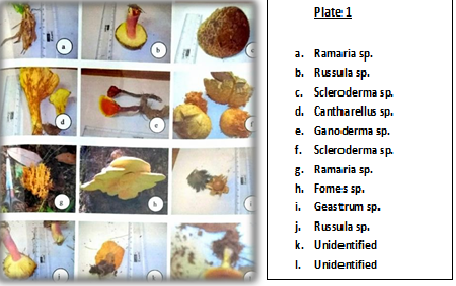 Wild Mushrooms, their Toxins and Symptoms of Poisoning Found in Central Himalayan Forest of Jageshwar