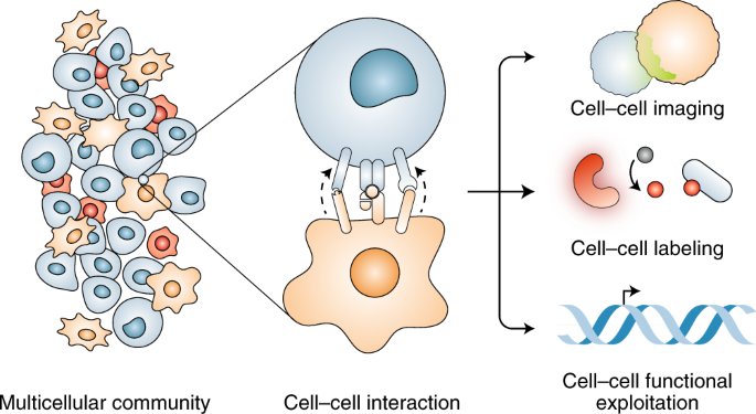 Consolidating the Utilization of Dynamic Cell Conduct