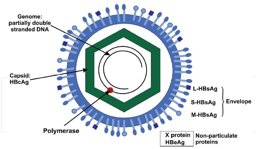 Development of a High-sensitivity Detection Device for Hepatitis B Virus Surface Antigen in Saliva
