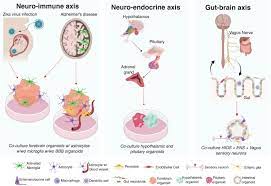 Astrocytes are Brain Cells of Ectodermal