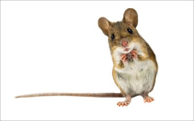 CD36 Gene Expression Induced
by Fish Oil in Abdominal Adipose
Tissue of Rats with Metabolic
Syndrome