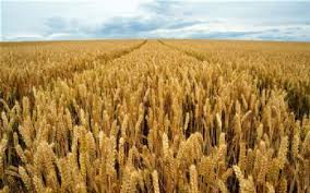 Forecasting Wheat Production Gaps to Assess the State of Future Food Security in Pakistan