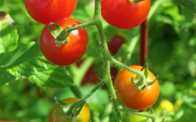 The Influence of NaCl Salinity on the Physiology and Quality of Four Cherry Tomato Fruits