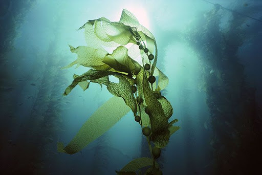 Cancer Therapeutic and Preventive Effects of Dried Seaweed (Porphyra yezoensis) Extract by Gut Immunity Activation