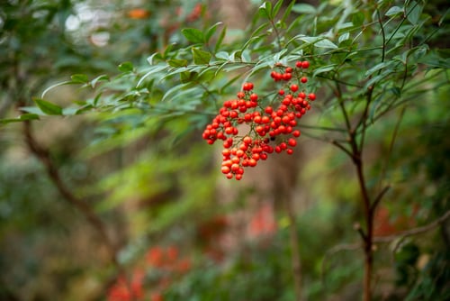Production of Nectar and Jam from Kirkir Fruit (Vangueriaadagascariensis) and Assessment of their Physico-chemical Characteristics and Phenolics Compounds