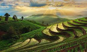Terrace Farming: A Way to Eliminate Food Scarcity