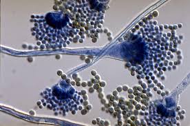 Antimicrobial Activity of Bifidobacterium breve against Aspergillus flavus and its Control in Fresh Fermented Sausage