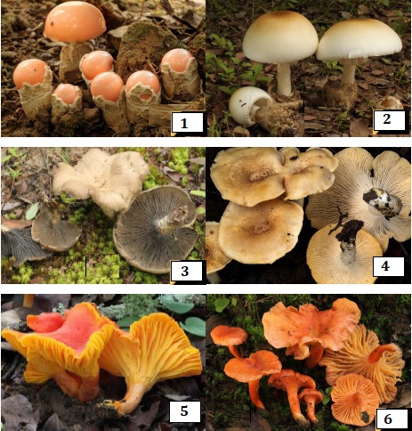 Trace Metals and Safe Consumption of Edible Fungi from Upper-Katanga (DR Congo)