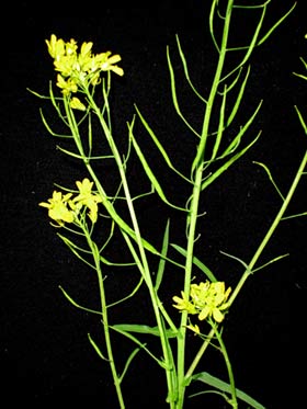 The Growth Possibility and Yield of the Vegetable Mizuna (Brassica Juncea var Japonica) in Open-Air Hydroponics