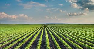 Future Farming with Agricultural Robots