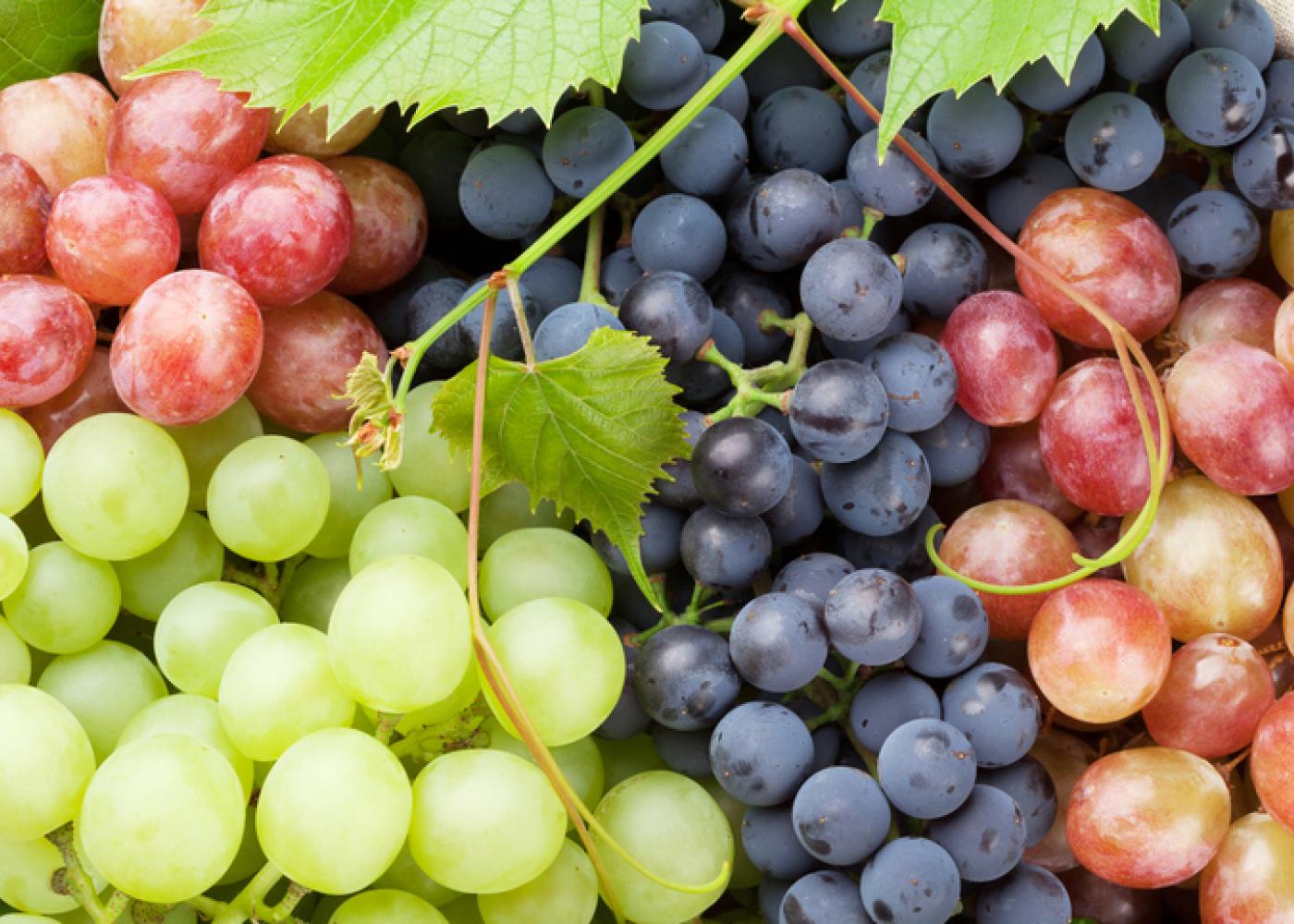 Utilization of Antagonistic Yeasts in Grapes to Control Botrytis Cinerea