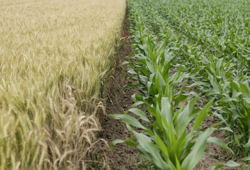 Biofortification: An imperative Bond for Nutritional Quality Enhancement in Vegetables