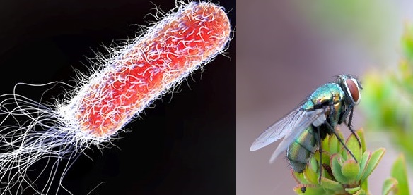 Escherichia coli Challenging Modulate the Humoral Immune Response of Lucilia cuprina(Diptera: Calliphoridae)