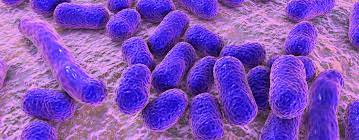 Antibacterial Activity against Clinical Isolates of Multidrug Resistant Acinetobacter Baumannii.