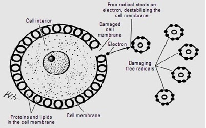 Hazards of Free Radicals in
Various Aspects of Health ï¿½ A
Review