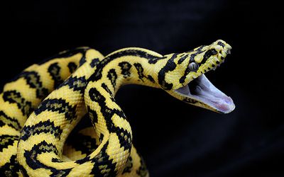 Analgesic, Antipyretic and Anti-inflammatory Activities of the Egyptian Spitting Cobra; Naja nubiae Venom
