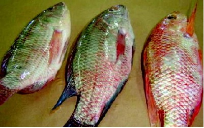 Influence of Aeromonas hdrophilia Infection on the Disposition Kinetic of Norfloxacin in Goldfish (Carassius auratus auratus)
