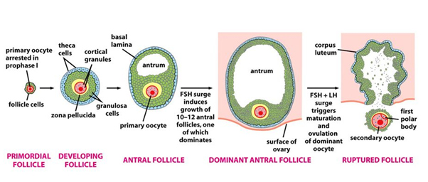 PROK2 and PNCK â€“ Novel Proteins Present in Follicular Fluid of Mature and Immature Human Oocytes: Preliminary Study