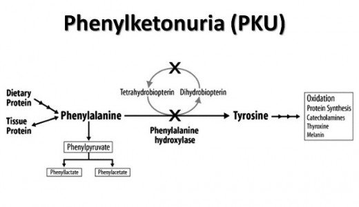Phenylketonuria and Genetics