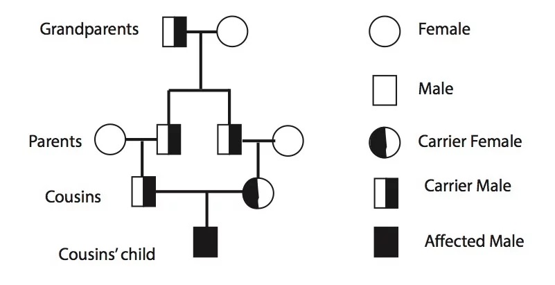 Parental Consanguinity and Birth Defects in Lebanon: The National Collaborative Perinatal Neonatal Network (NCPNN)