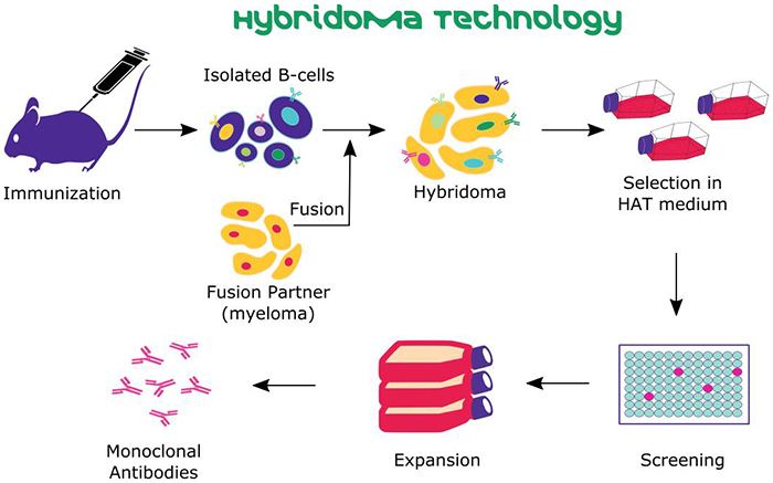 Evaluation of the Progression of Hybridoma Technology: Methods, Applications, Advantages and Drawbacks