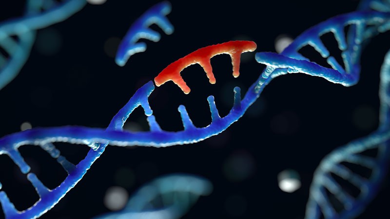 Mutation: The Key to Our Evolution