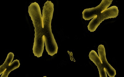 Abnormalities in Human Embryos