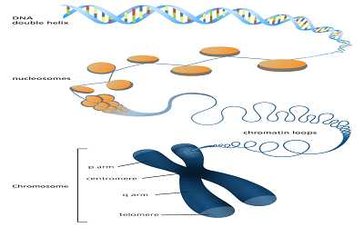DNA Sequencing Methods