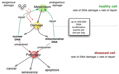 Homologous and Non Homologous End Joining