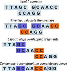 Removal of DNA Fragment