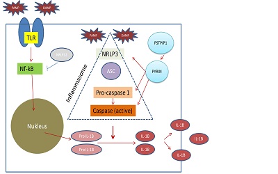 Comprehensive Review of Rare Hereditary Autoinflammatory Disorders