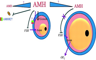 Are Antimullerian Hormone and its Receptor Genes Associated with Low Ovarian Response?