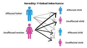 Clinical Hereditary Qualities Varies from Human Hereditary Qualities