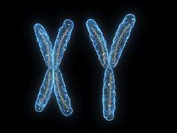 Transformations in Qualities on the X and Y Chromosome