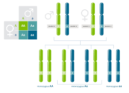 Genotype is Alluded to as Heterozygous