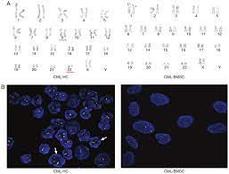 Cytogenetic is Basically a Part of Hereditary Qualities