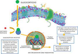 Glucocorticoids are among the Best Treatments in the Therapy of Persistent Incendiary and Immune System Illnesses