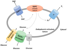 Novel Mutation in Slc37a4 Gene Found by Whole-Exome Sequencing in Type I Glycogen Storage Disease (Von Gierke)