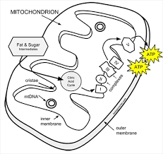 The Inside and out Assessment of Thought Mitochondrial Sickness